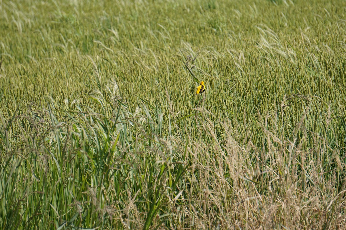 Euplecte vorabé - ML652103841