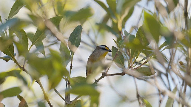 Striated Pardalote (Black-headed) - ML652104004
