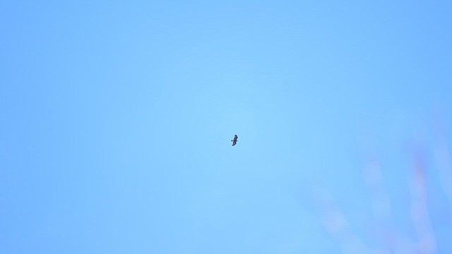 Беркут - ML652104155