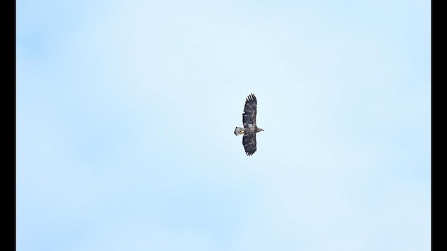 Орлан білоголовий - ML652104195