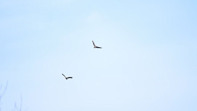 Орлан білоголовий - ML652104198