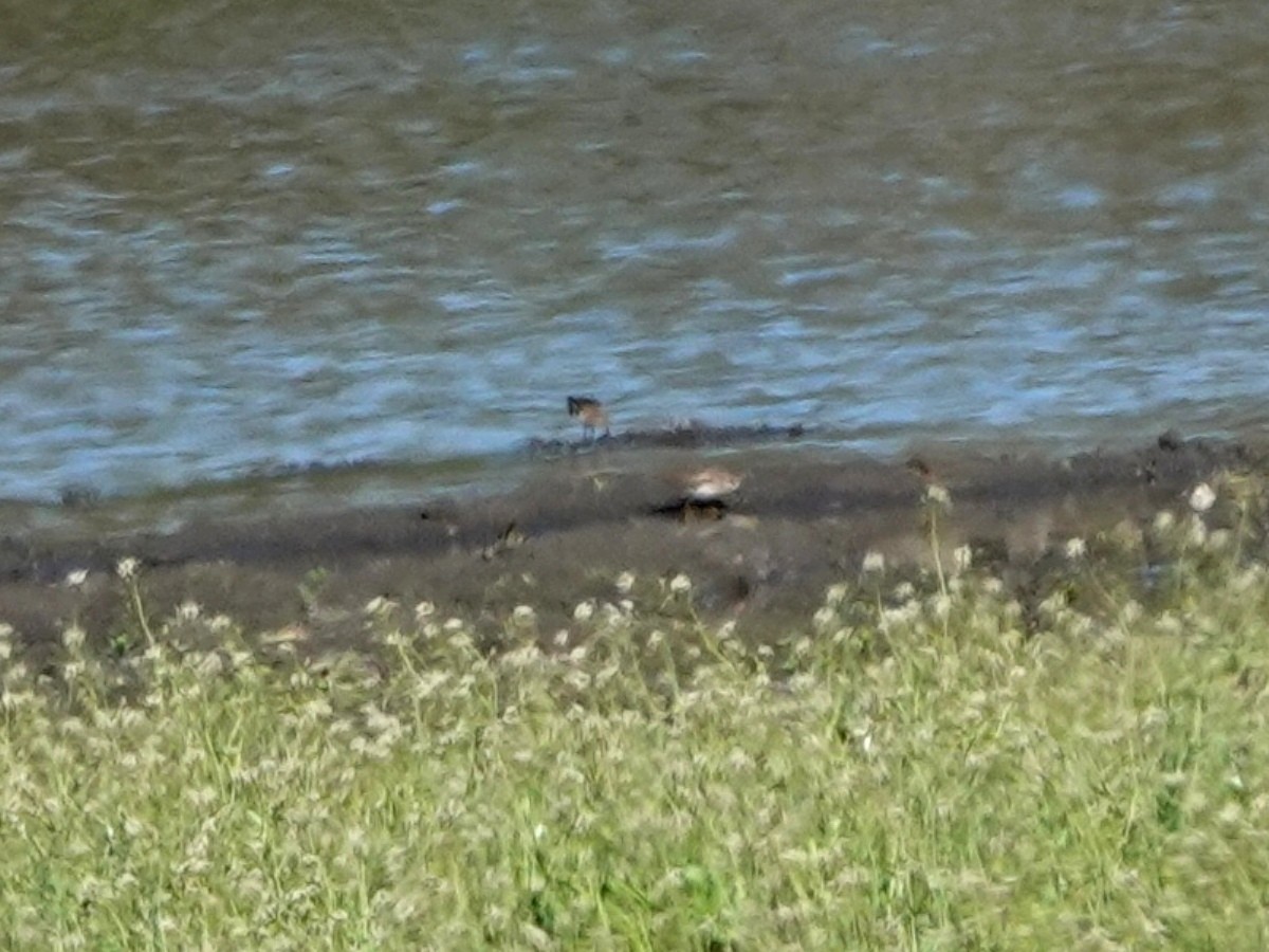 Alaska Kumkuşu - ML652104261