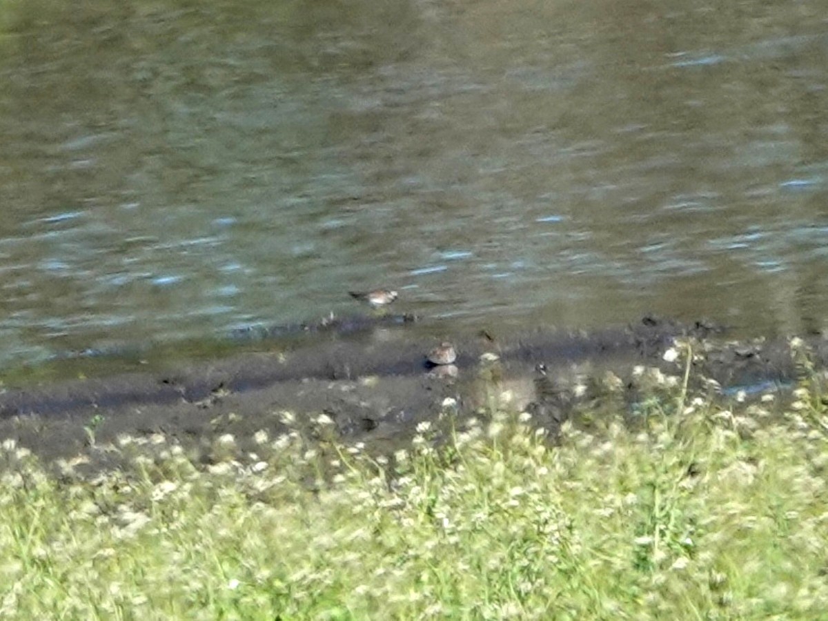 Alaska Kumkuşu - ML652104262