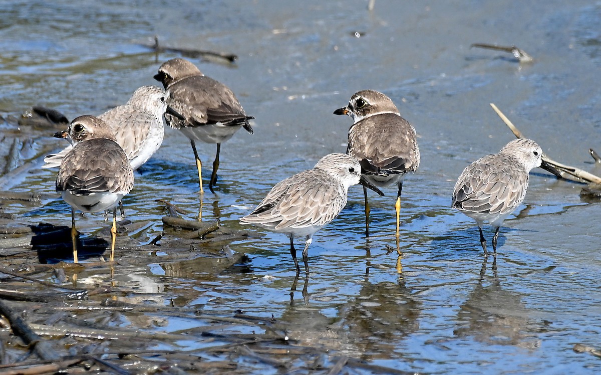 Alaska Kumkuşu - ML652104297