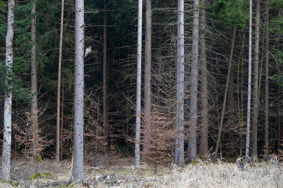 Habichtskauz - ML652104367