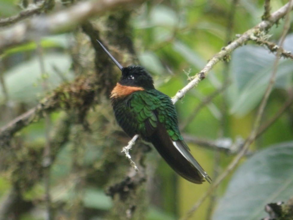 Gould's Inca - ML652104913