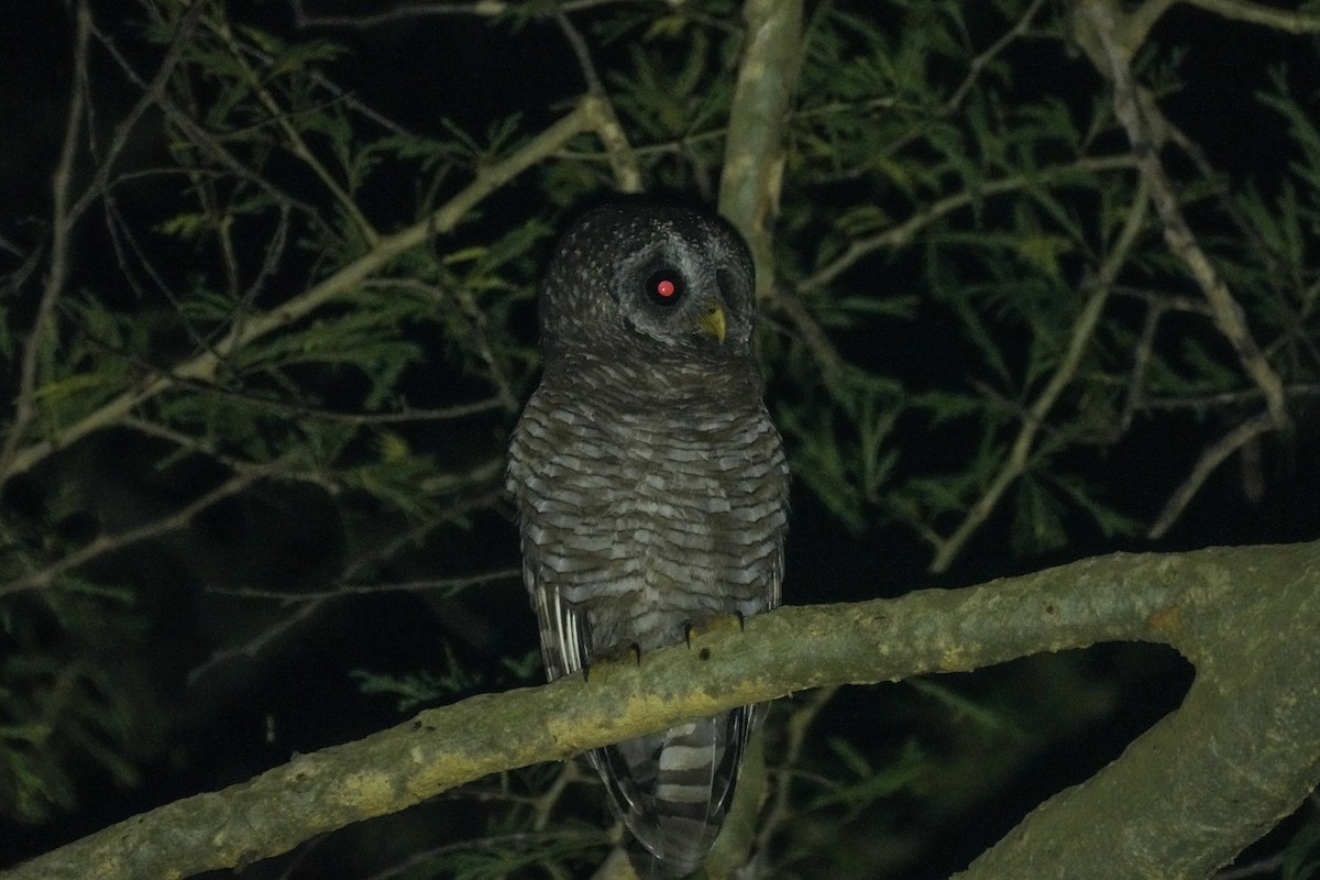 African Wood-Owl - ML652105295