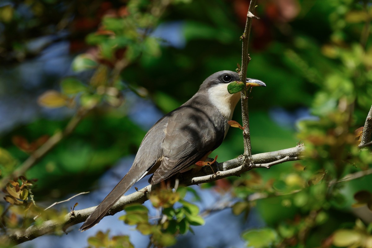 Mangrove Cuckoo - ML652105333