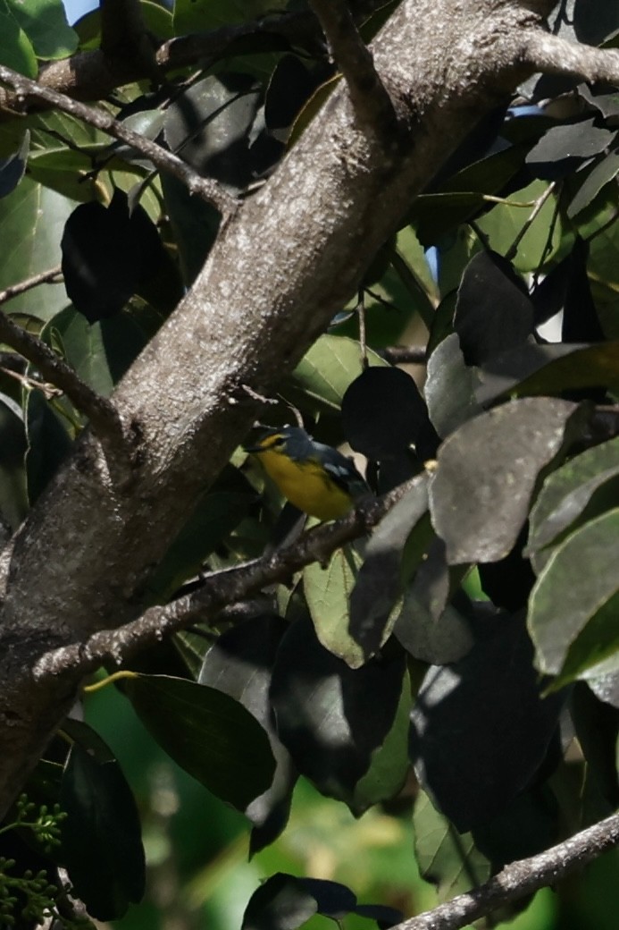 Adelaide's Warbler - ML652105343