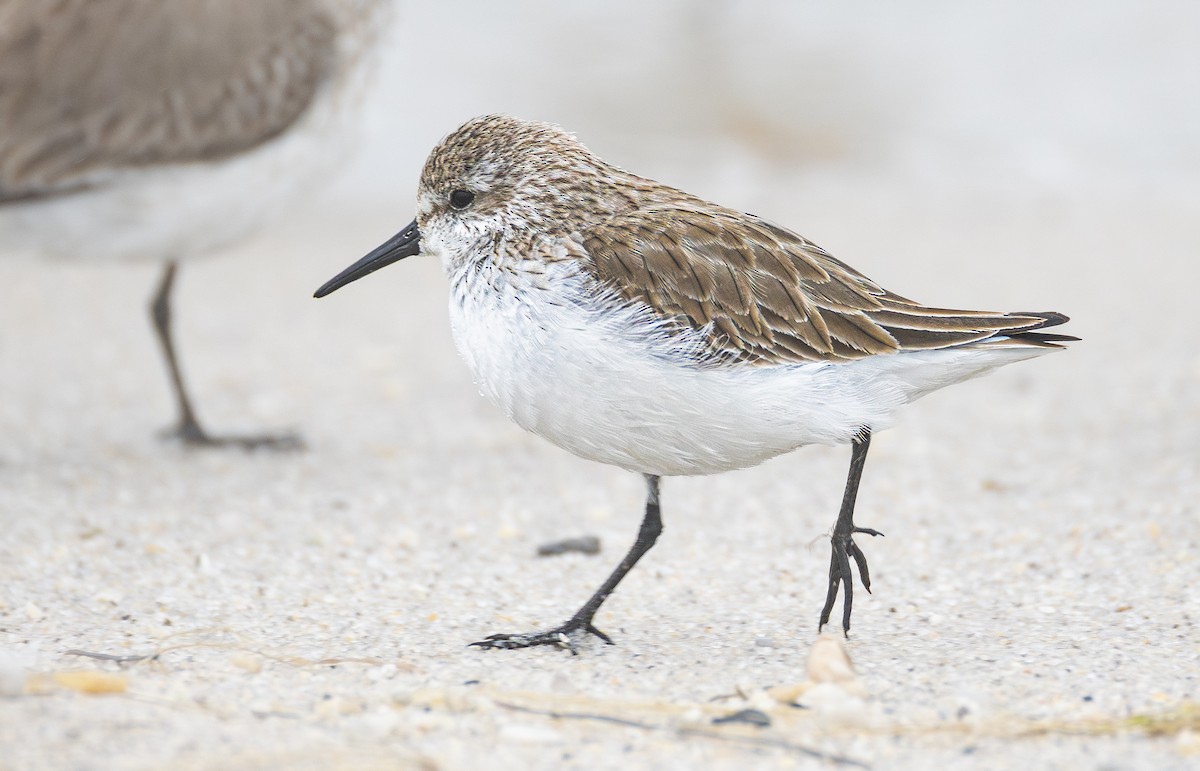 Alaska Kumkuşu - ML652105470