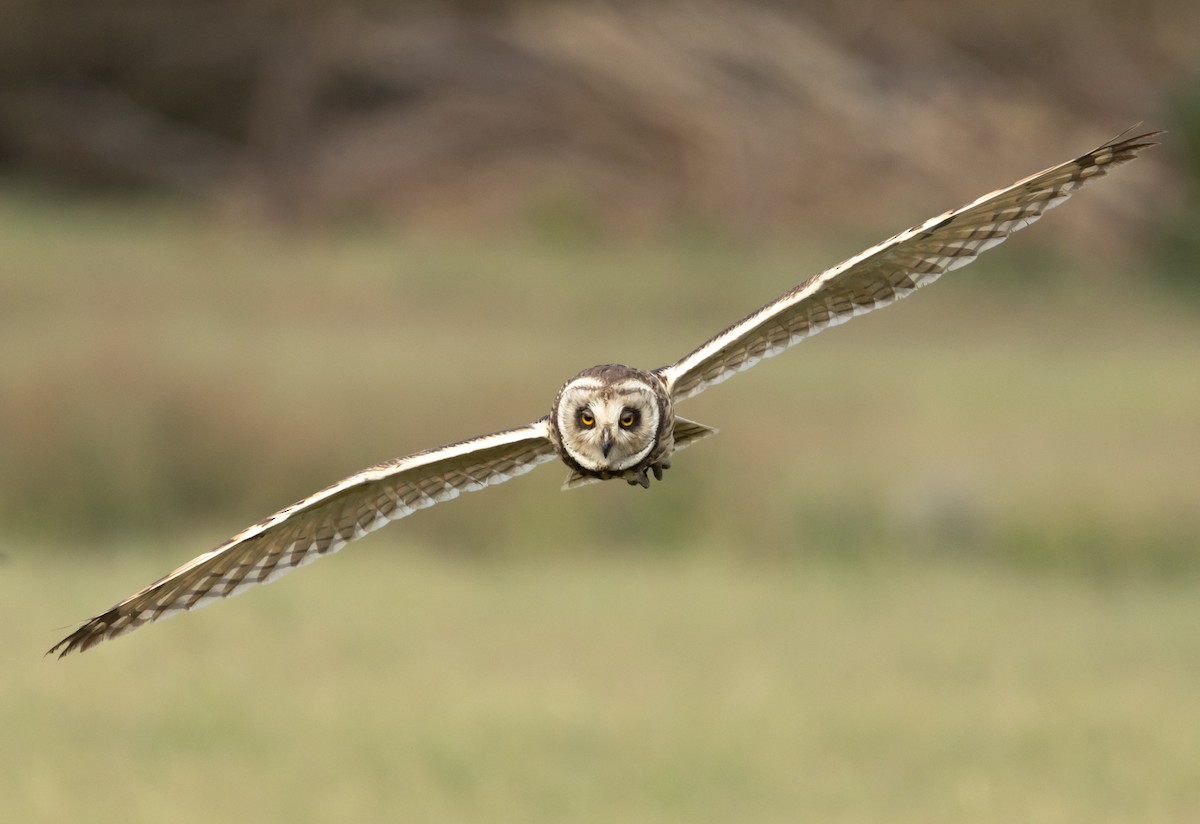 Short-eared Owl - ML652105554