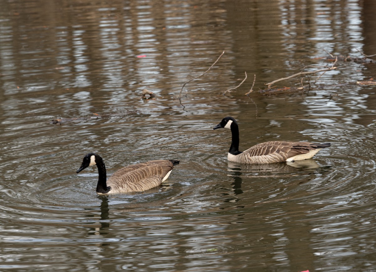 Canada Goose - ML652105641