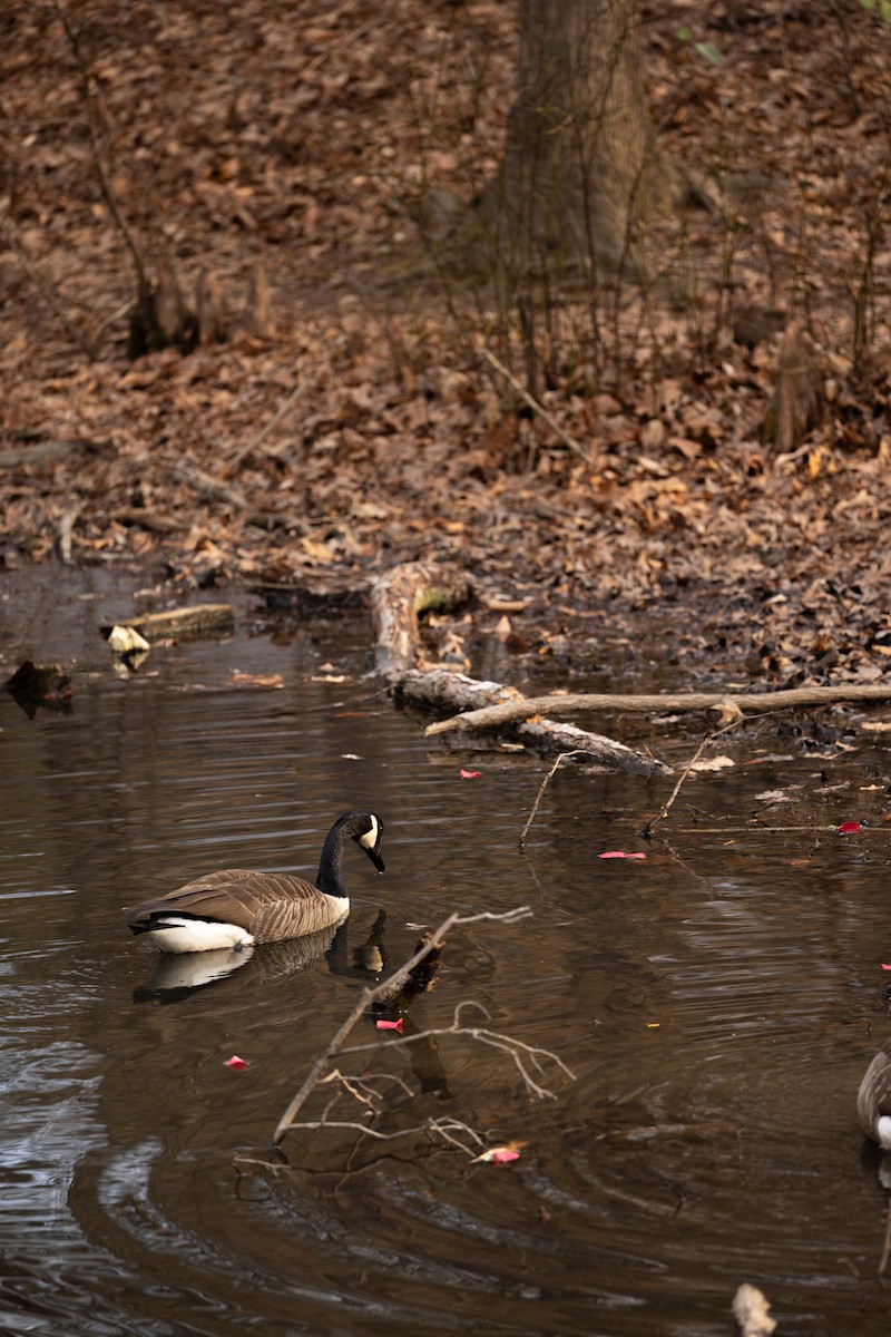 Canada Goose - ML652105642