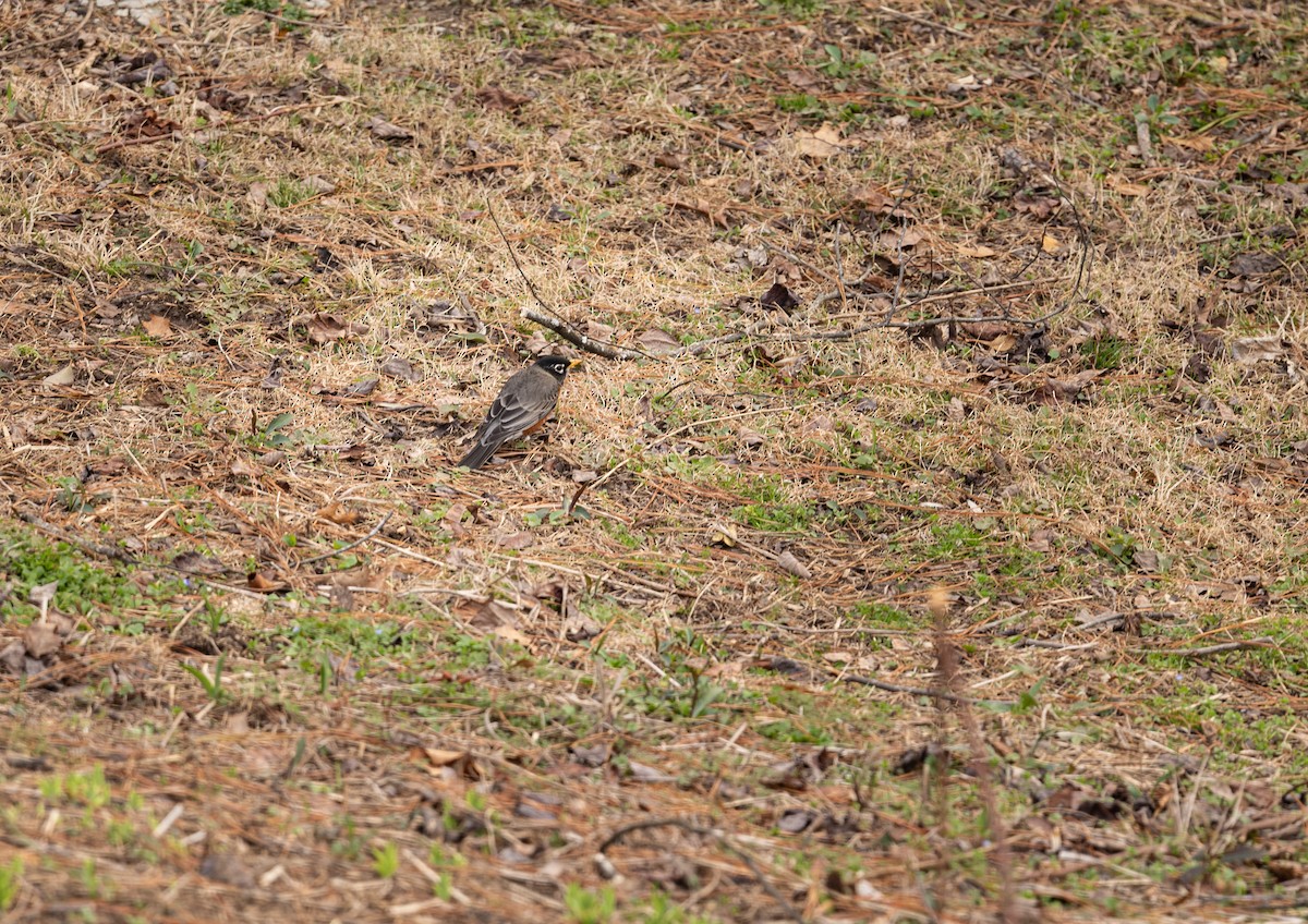 American Robin - ML652105663