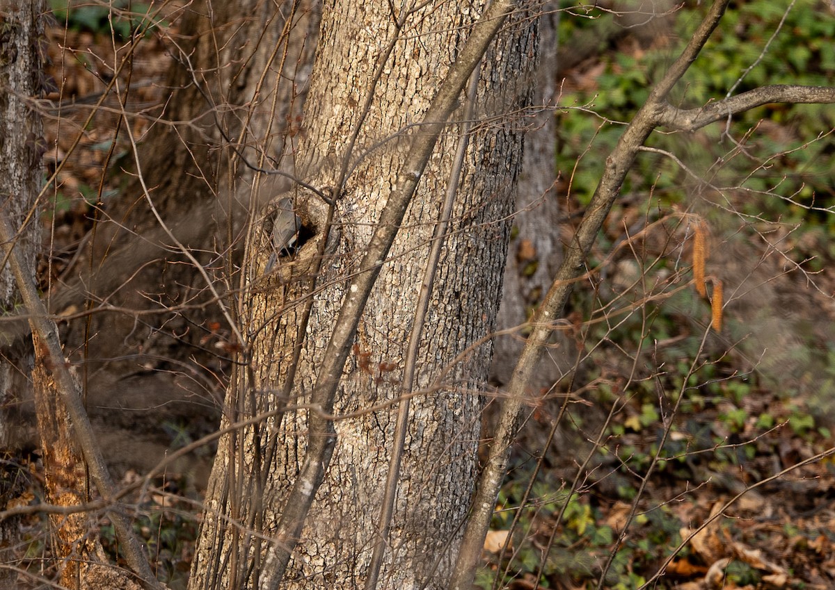 Tufted Titmouse - ML652105686
