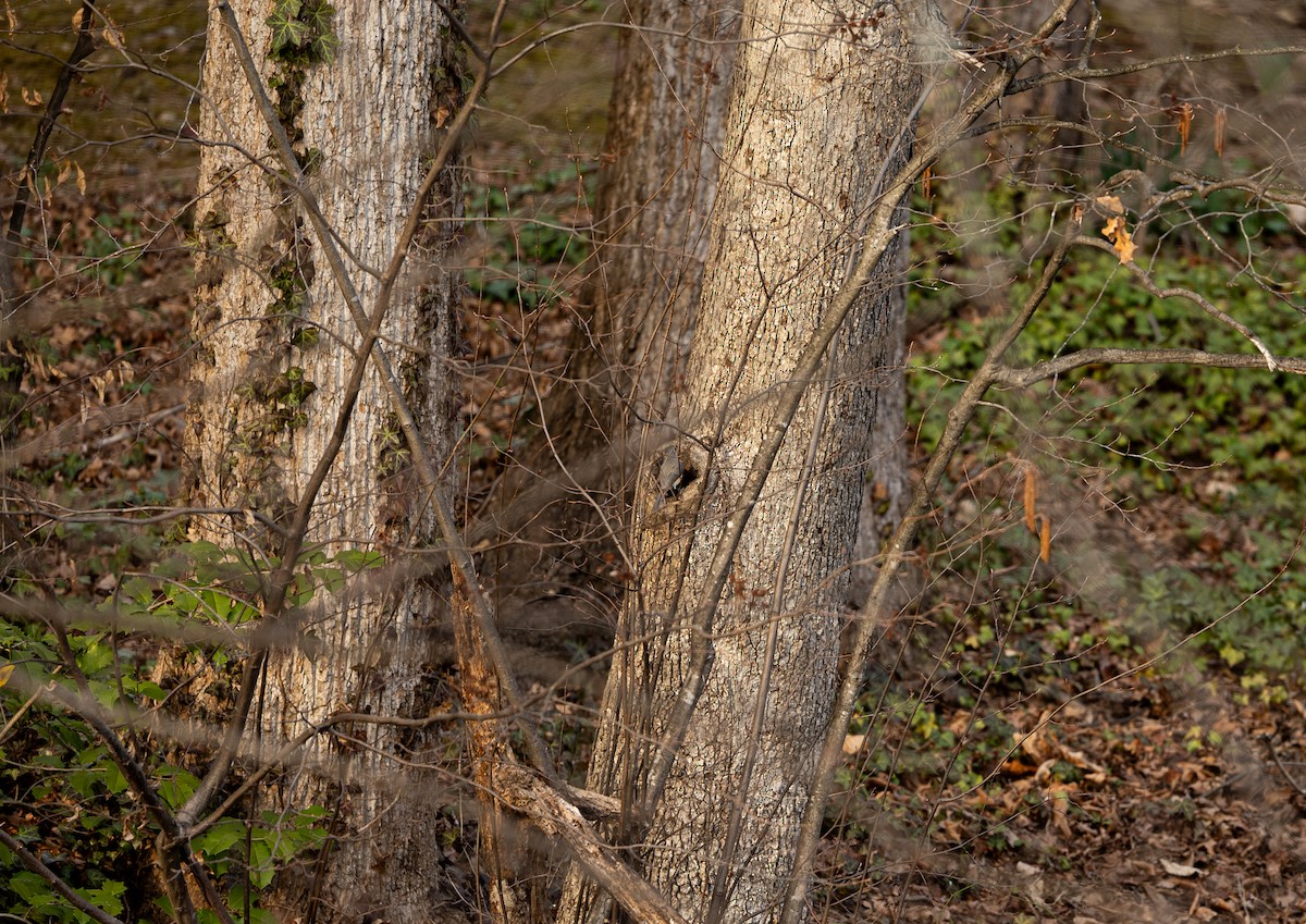 Tufted Titmouse - ML652105687