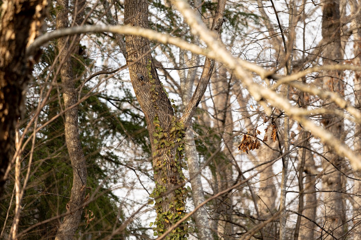 White-breasted Nuthatch - ML652105707