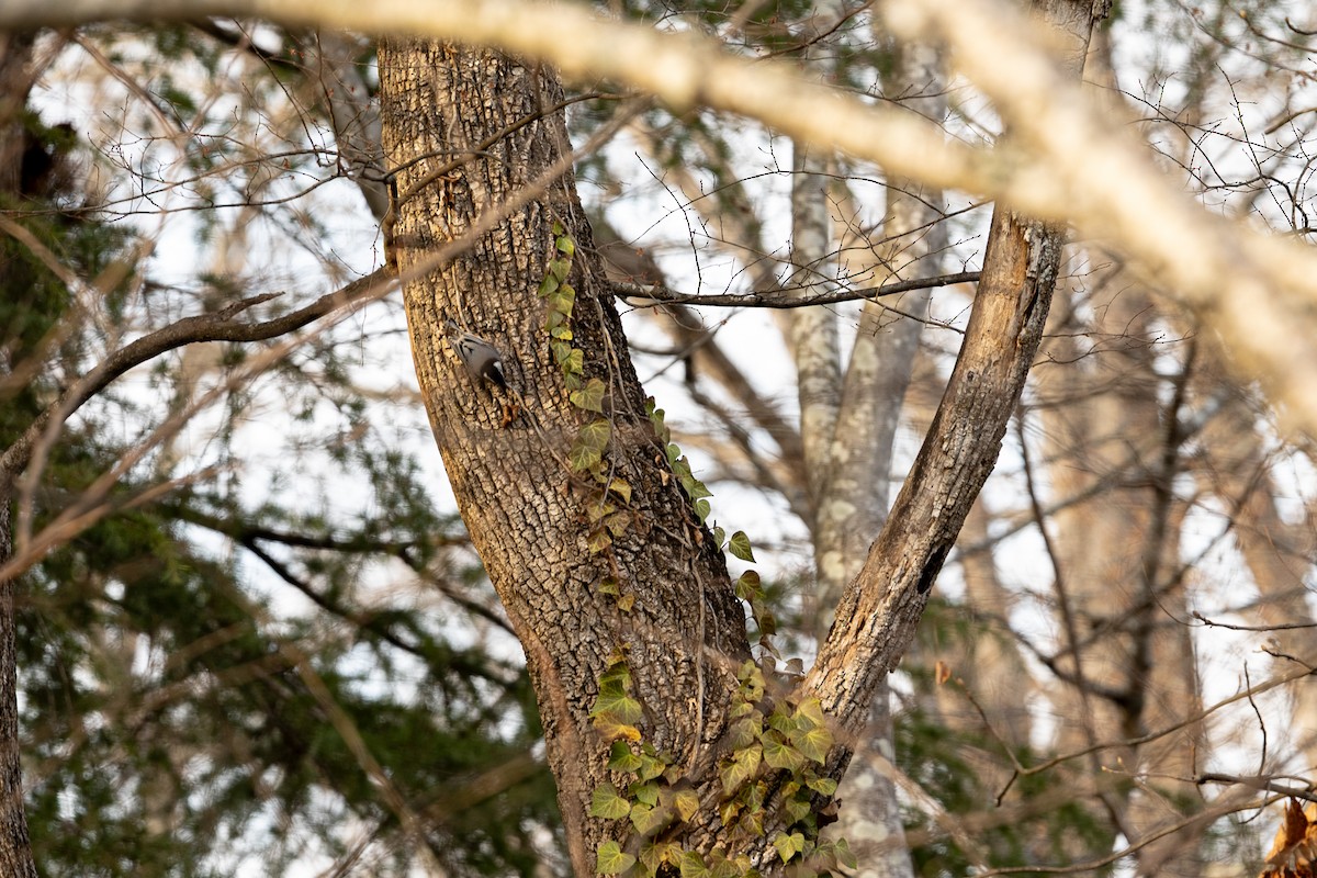 White-breasted Nuthatch - ML652105708