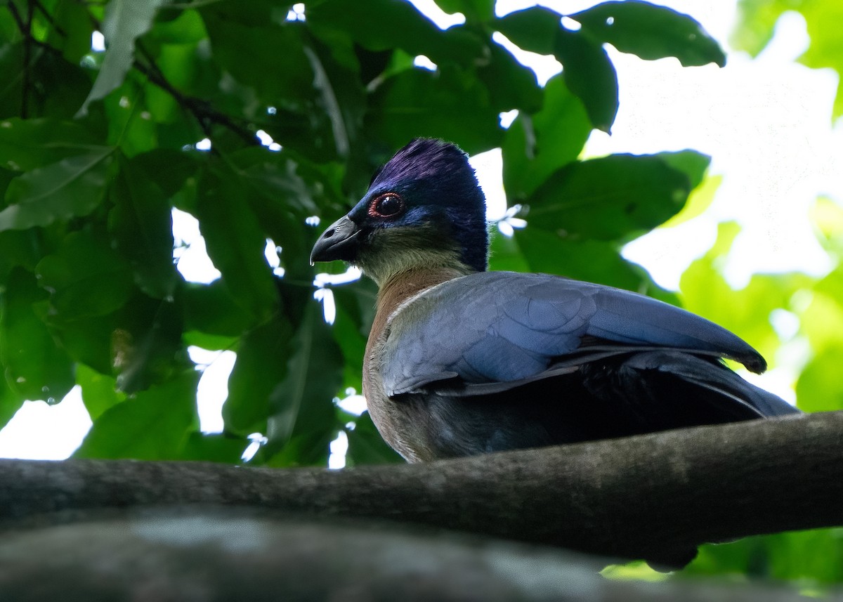 turako lesklohlavý - ML652106003