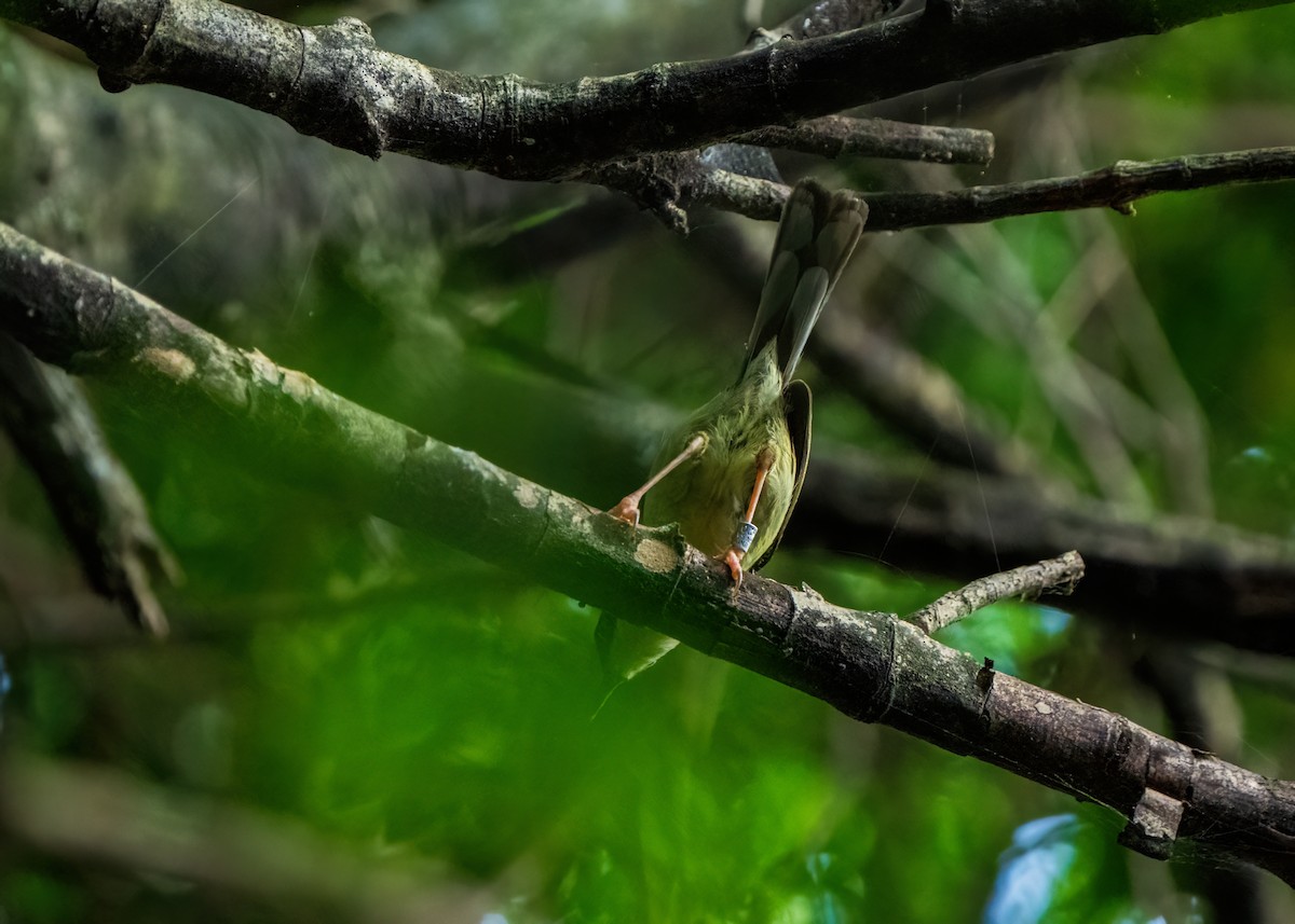 Bar-throated Apalis - ML652106099