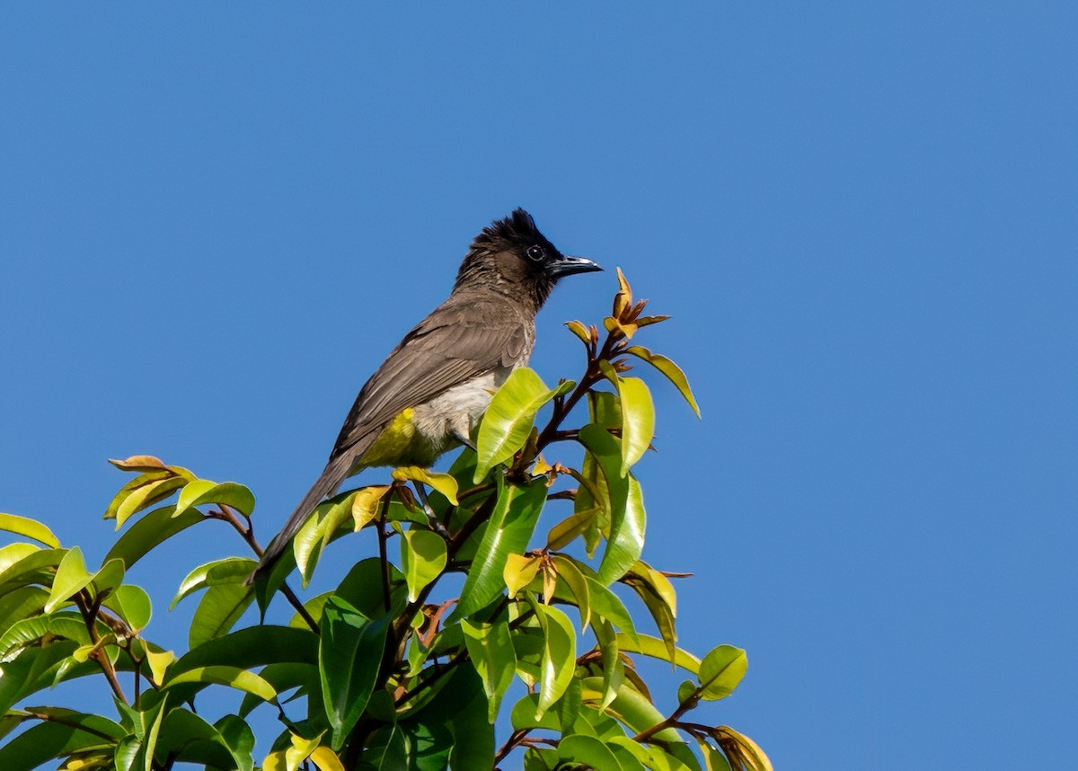 bulbul zahradní - ML652106132