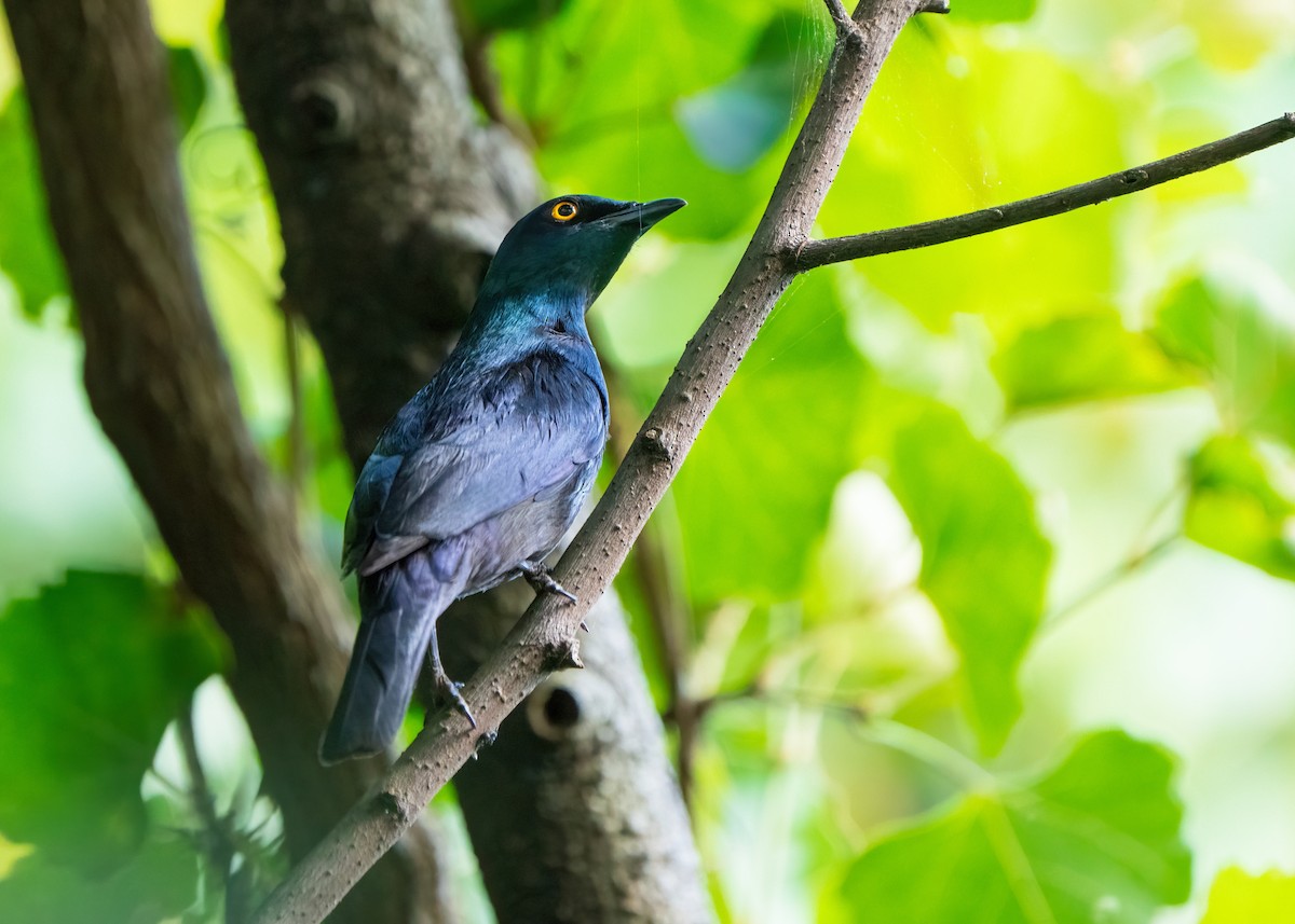 leskoptev černobřichá - ML652106169