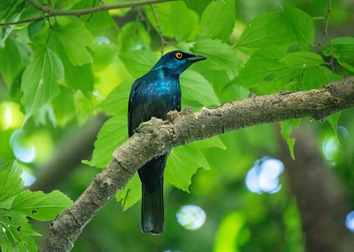 leskoptev černobřichá - ML652106170