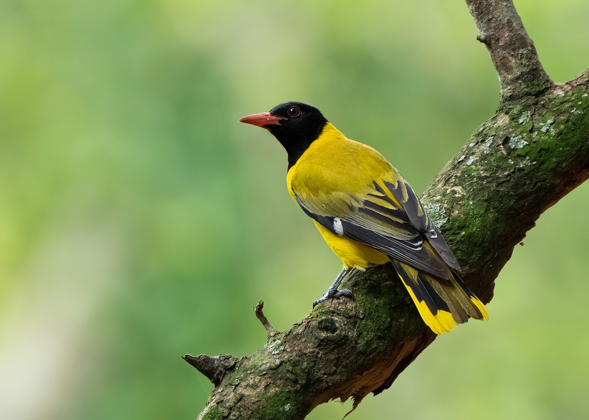 žluva škrabošková - ML652106188