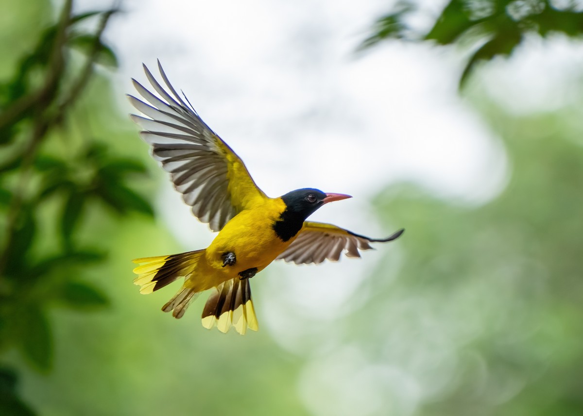 žluva škrabošková - ML652106189