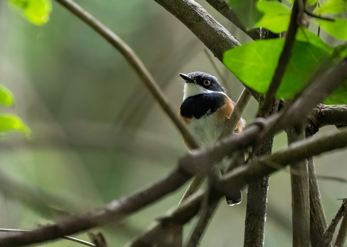 lesknáček kapský - ML652106210