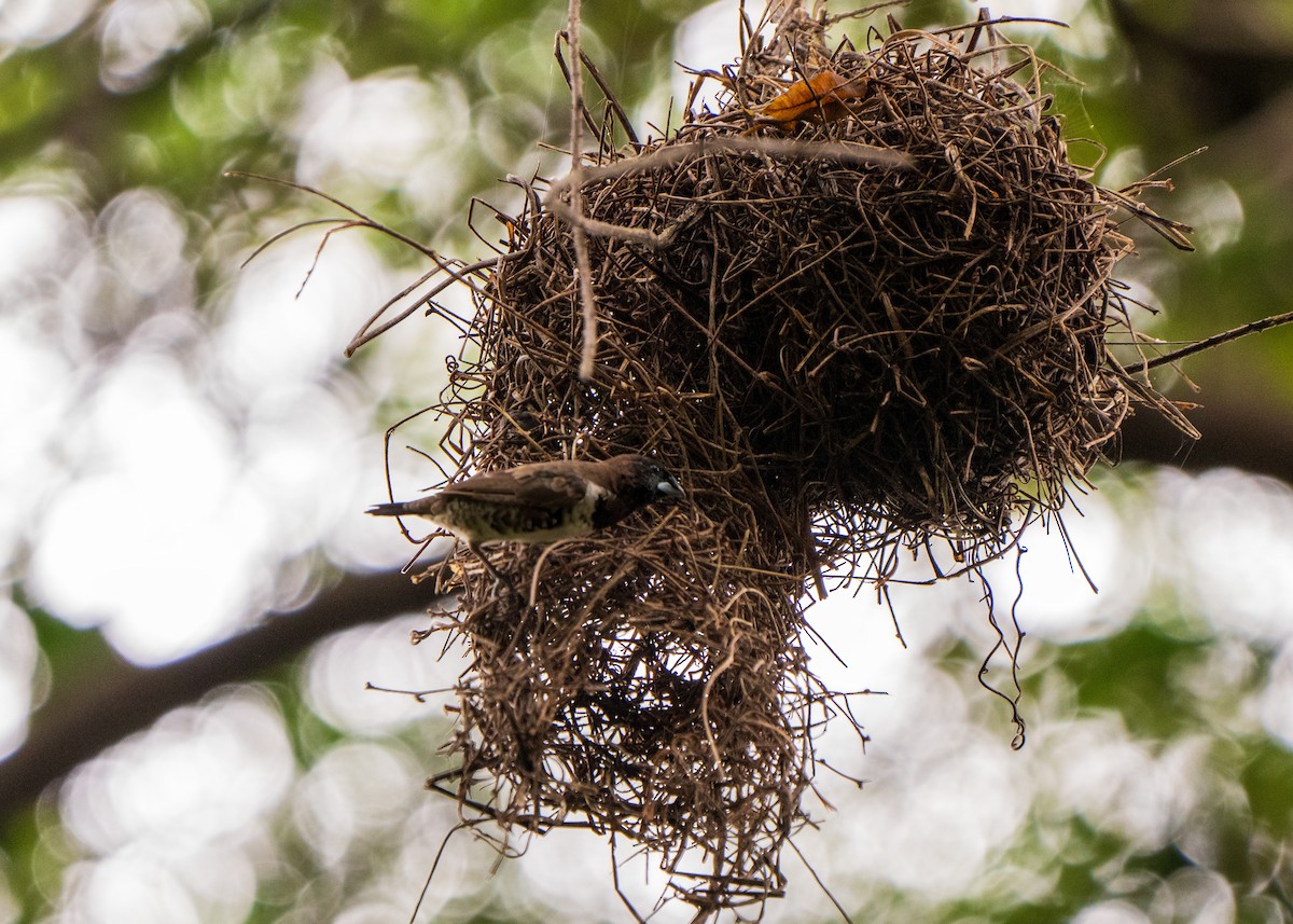 Bronze Mannikin - ML652106236