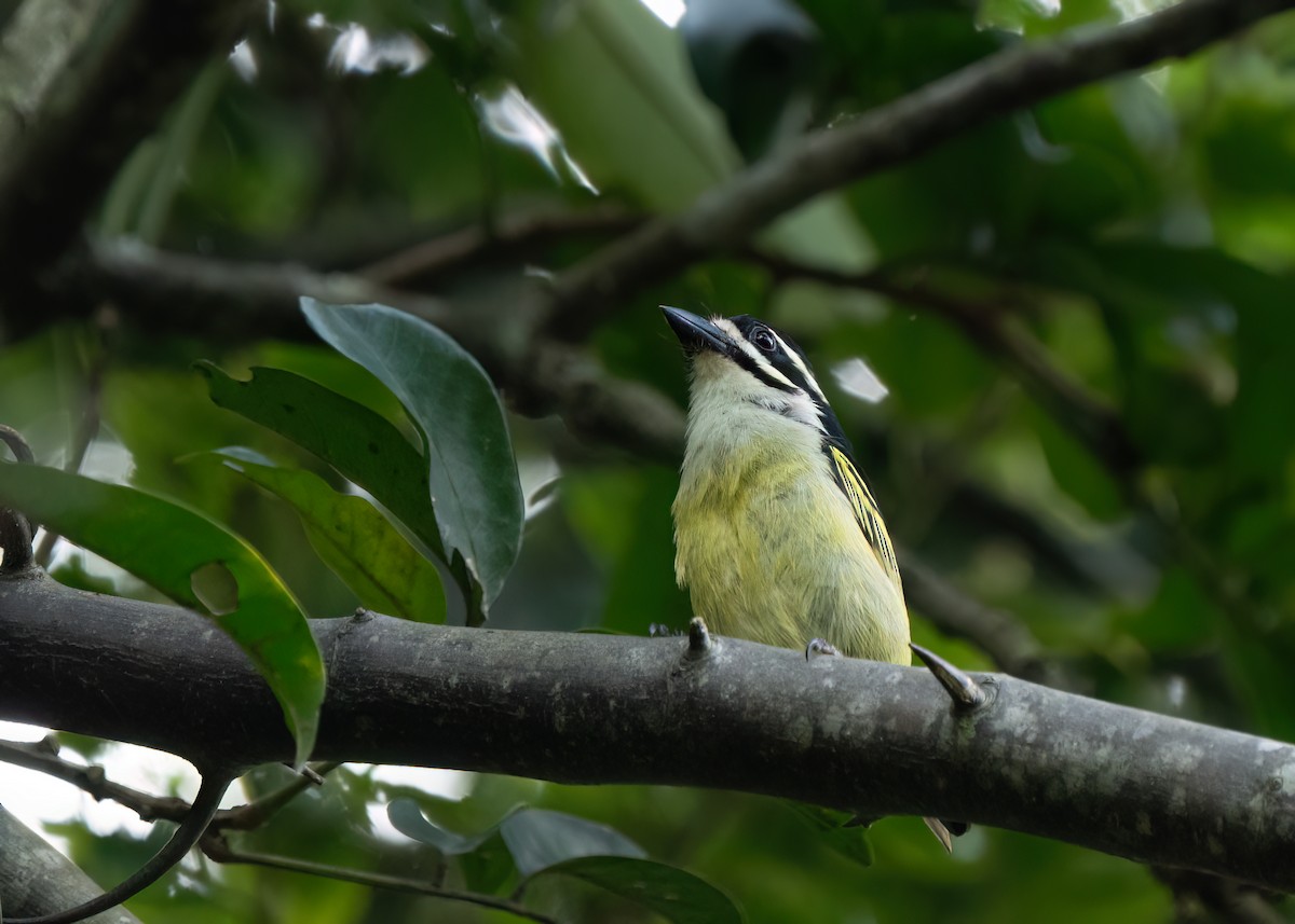 vousáček žlutokostřečný - ML652106263