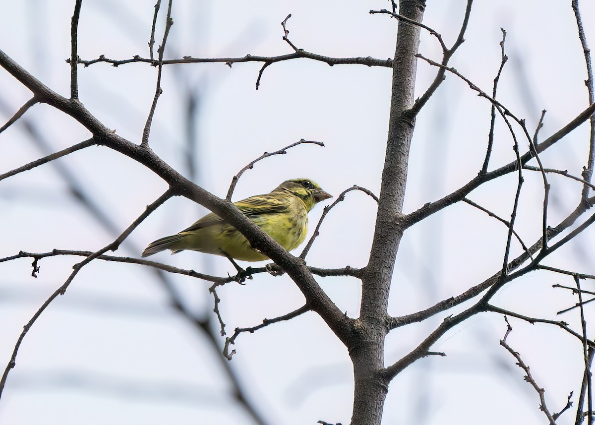 zvonohlík žlutočelý - ML652106293