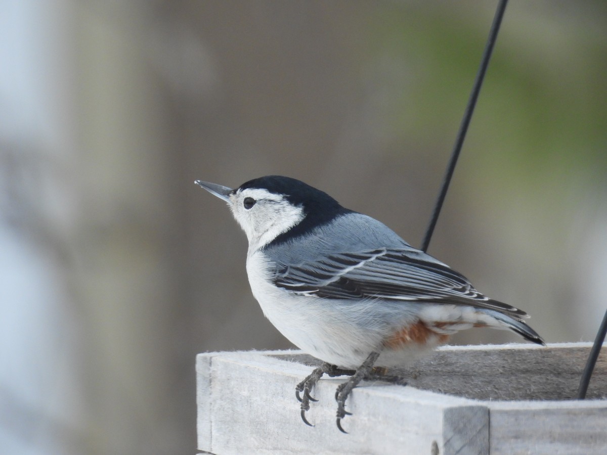 Каролинский поползень - ML652106442