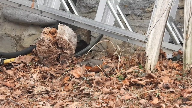 Дрізд мандрівний - ML652106654