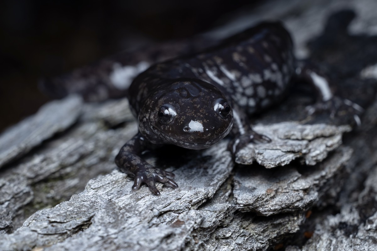 Mabee's Salamander - ML652106696