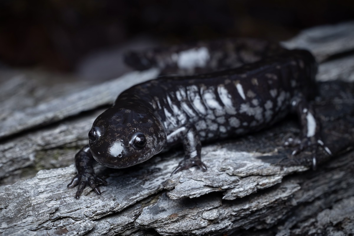 Mabee's Salamander - ML652106698