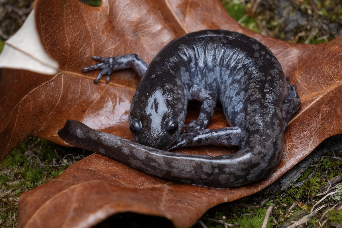 Mabee's Salamander - ML652106699