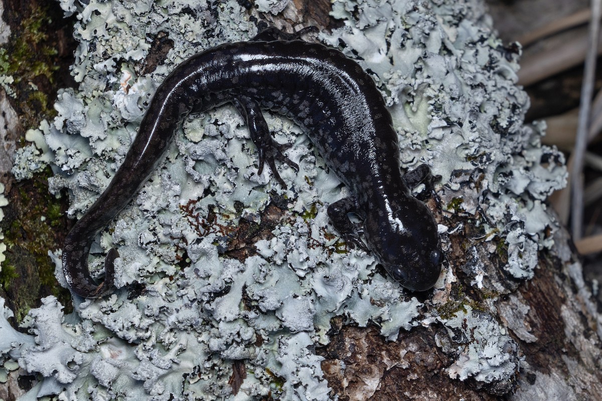 Mabee's Salamander - ML652106702
