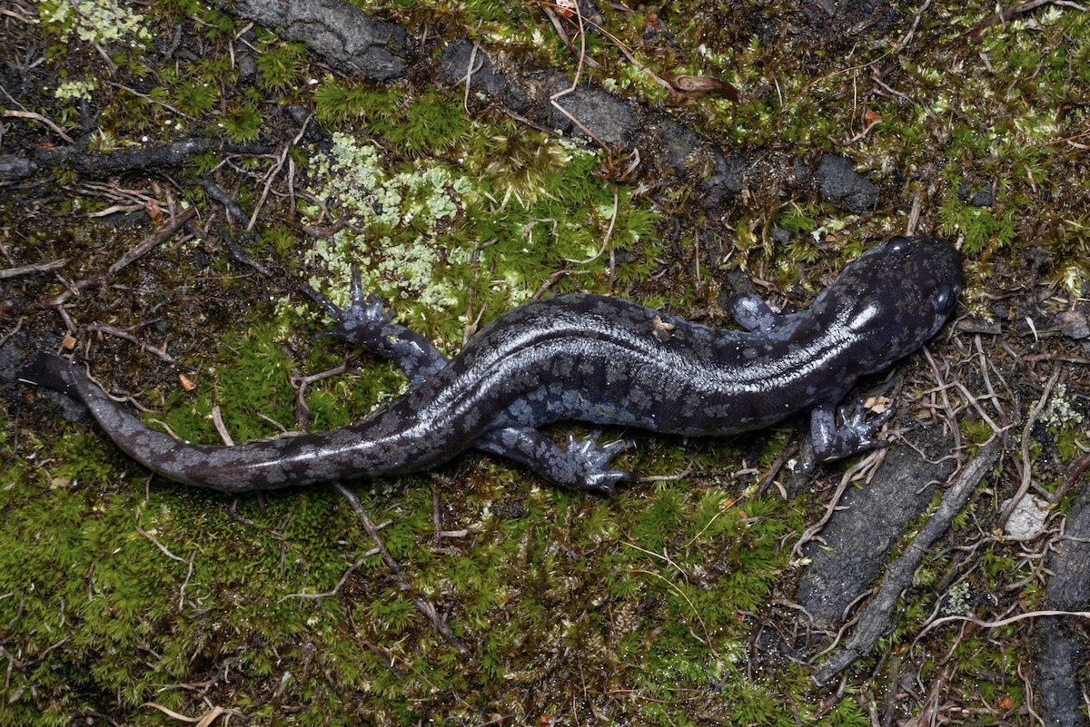 Mabee's Salamander - ML652106703
