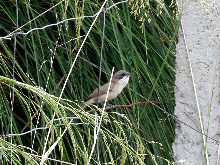 Curruca Zarcerilla (margelanica) - ML65210681