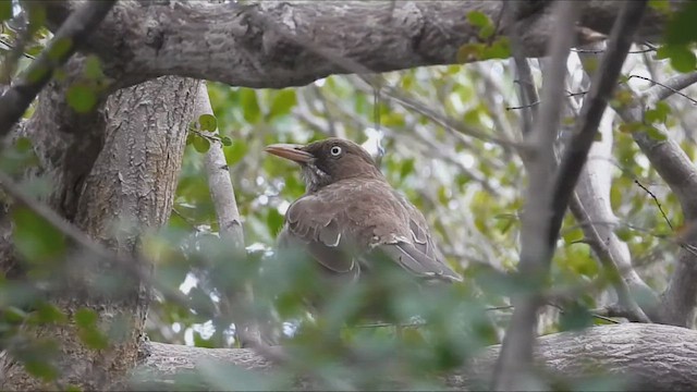Pearly-eyed Thrasher - ML652106852