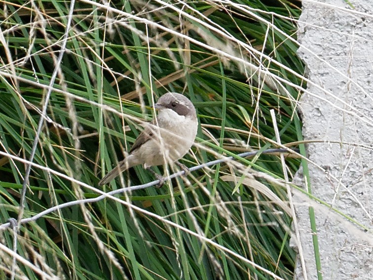 Lesser Whitethroat (Gansu) - ML65210691