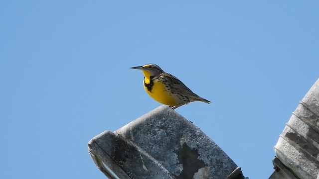 Western Meadowlark - ML652106937