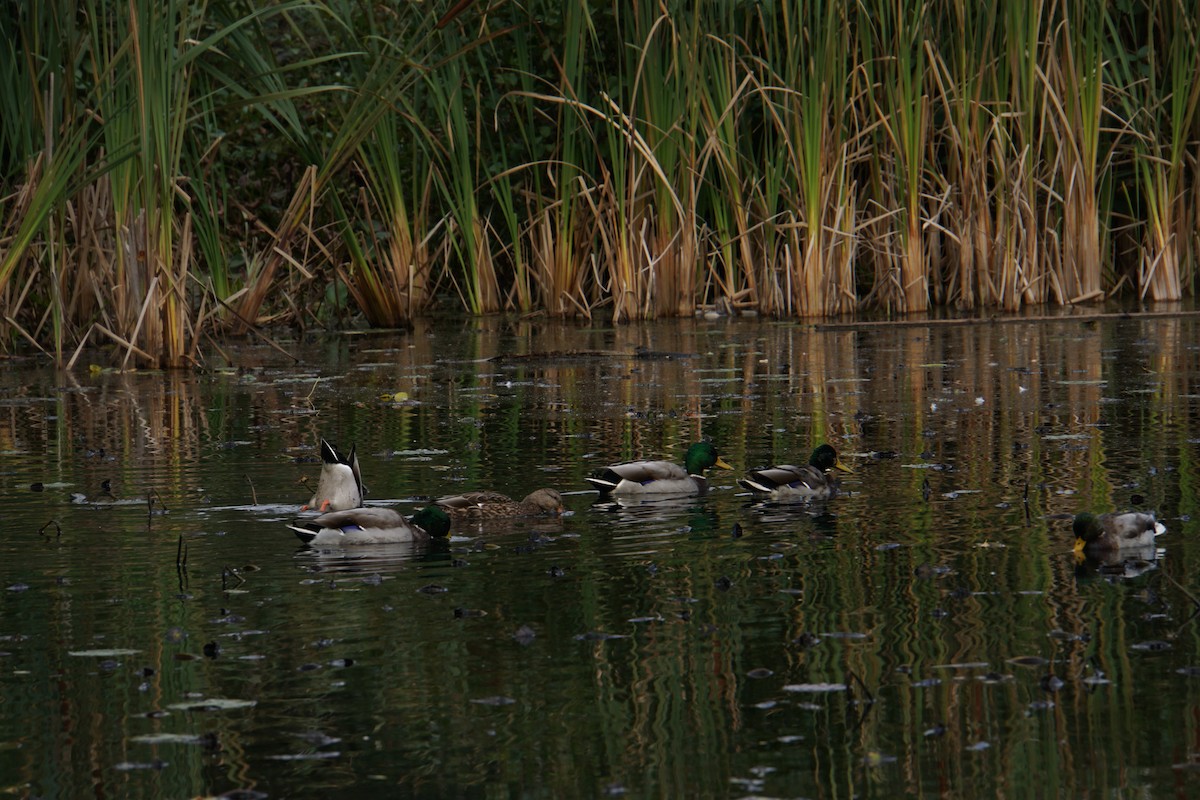 Mallard - ML652107120