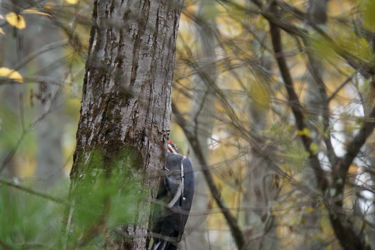 Pileated Woodpecker - ML652107129