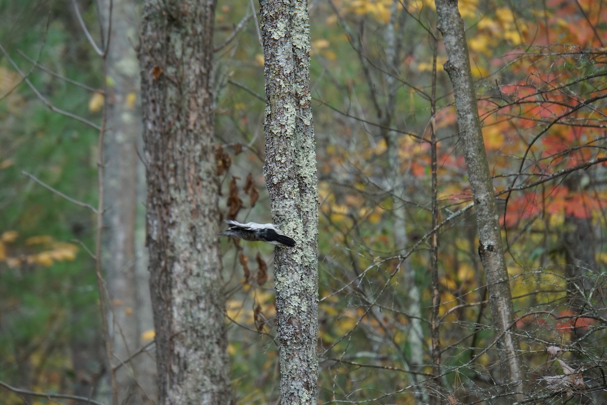 White-breasted Nuthatch - ML652107135