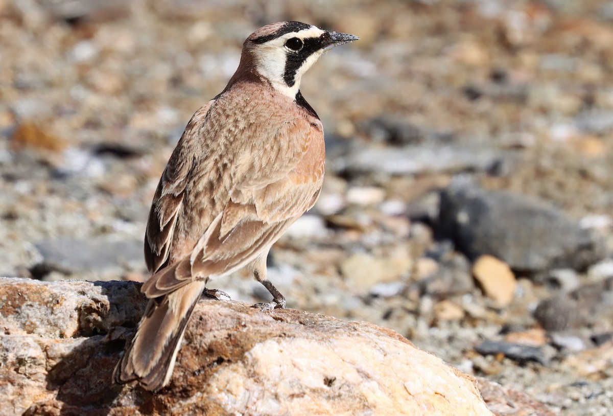 Alondra Cornuda - ML652107462