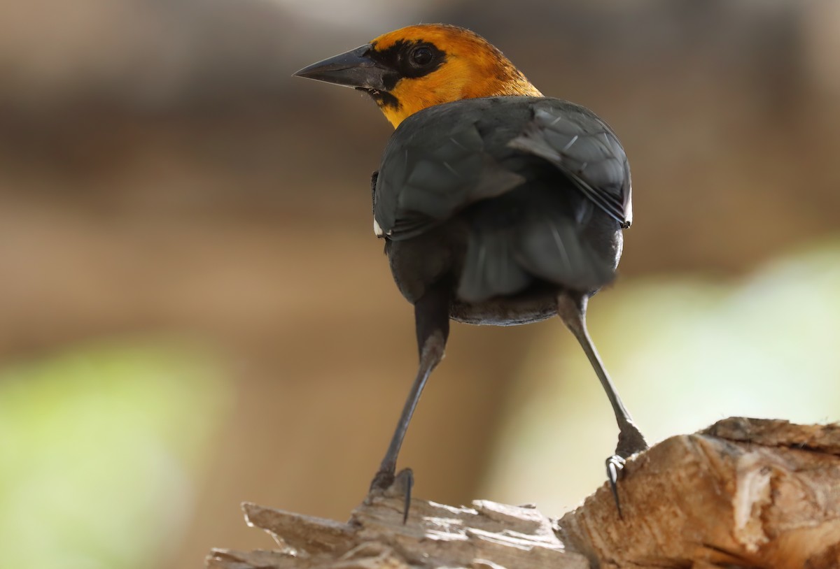 Tordo Cabeciamarillo - ML652107672