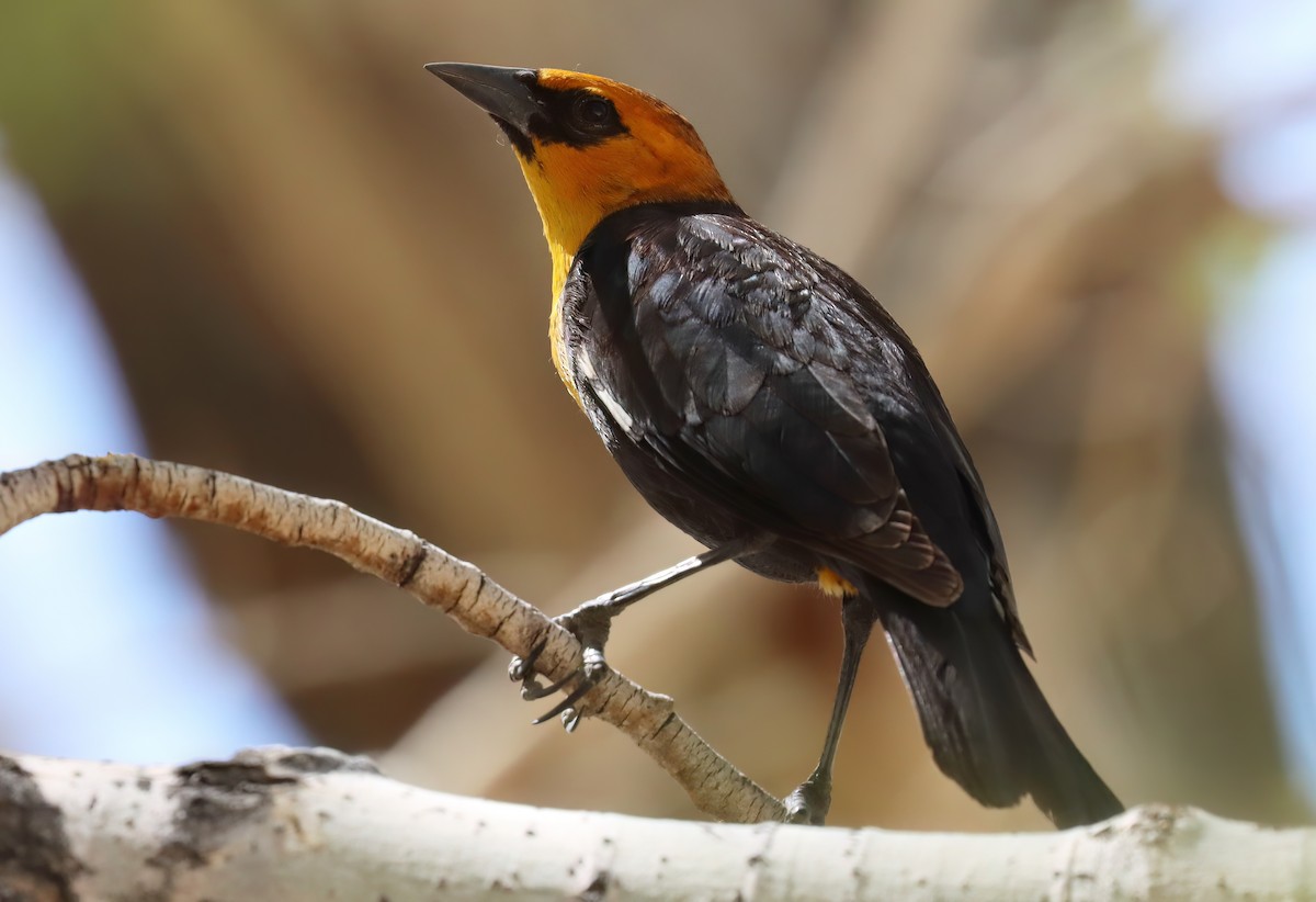 Tordo Cabeciamarillo - ML652107802